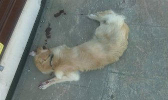 Podgorica: Žena brutalno pretukla svog psa na očigled mnogih prolaznika (FOTO)