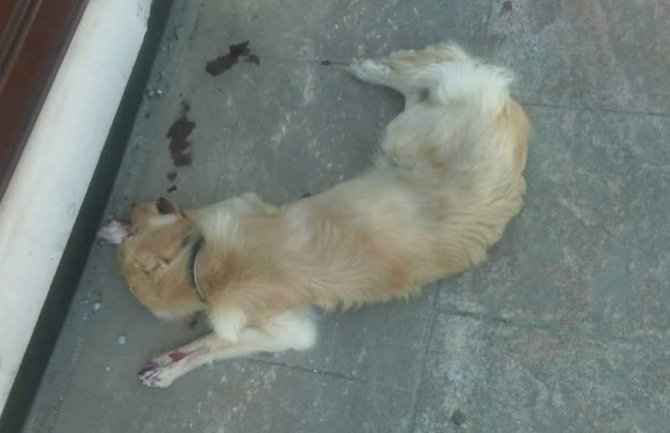 Podgorica: Žena brutalno pretukla svog psa na očigled mnogih prolaznika (FOTO)