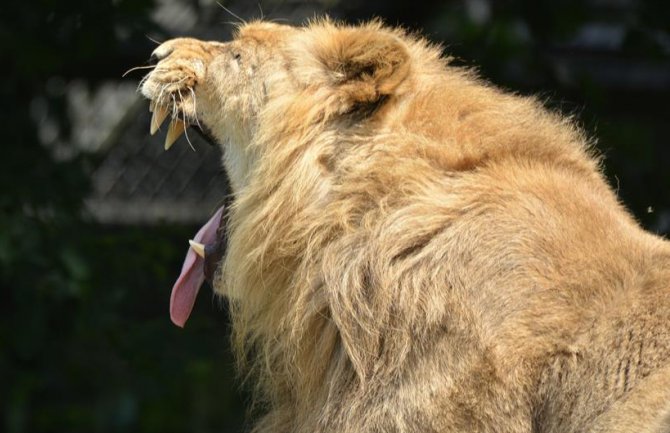 Pijani posjetilac zoo vrta ušao u kavez kako bi se 