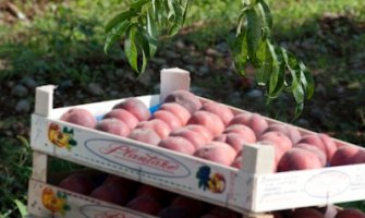 Počela berba breskve na Plantažama, prodavaće se po cijeni od 1.50 euro