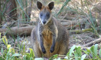 Kengur povrijedio dvije biciklistkinje u Australiji