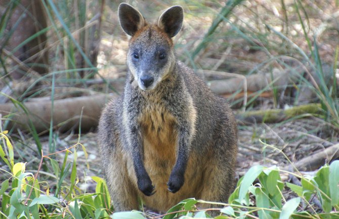 Kengur povrijedio dvije biciklistkinje u Australiji