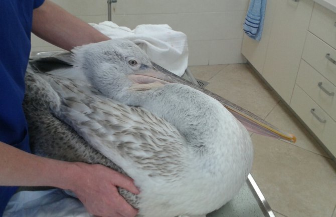 Skadarsko jezero: Uspješno zbrinut povrijeđeni pelikan