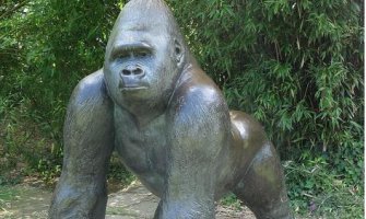 Snimak incidenta od prije 30 godina pokrenuo pitanje da li je gorila morala biti ubijena (VIDEO)