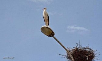  Rodac Perko popravio gnijezdo i skoro 2 mjeseca čeka svoju dragu: Da li će se Perka vratiti?