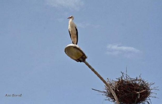  Rodac Perko popravio gnijezdo i skoro 2 mjeseca čeka svoju dragu: Da li će se Perka vratiti?