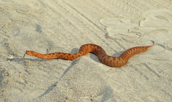Crveni poskok Ade Bojane svjetski fenomen, njegovu ljepotu porede sa šarenolikim koralnim grebenima