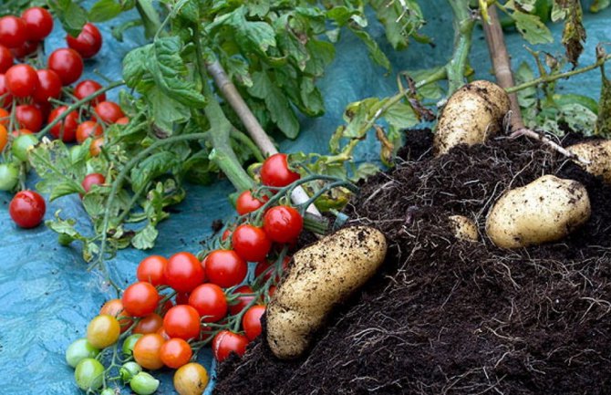 U 2015. povećana proizvodnja krompira, paradajza, grožđa,jabuka...
