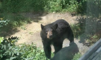 Hladnokrvni Rus nije ni trepnuo kada mu je prišao mrki medvjed (VIDEO)