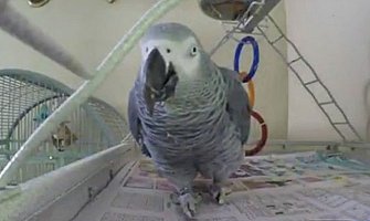 Papagaj razotkrio gazdinu aferu sa kućnom pomoćnicom!