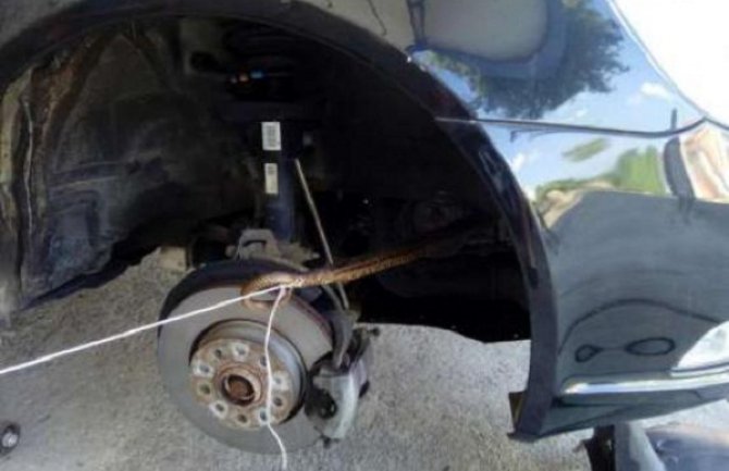 Tivat: Vatrogasci dva dana izvlačili zmiju iz automobila