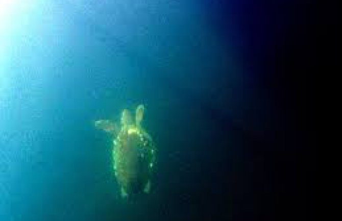 Morska kornjača u Porto Montenegru (Foto)