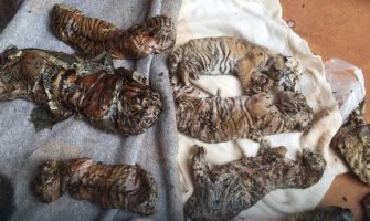 Užasne fotografije leševa 40 mladunaca tigra otkrivenih na Tajlandu