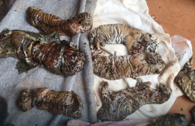 Užasne fotografije leševa 40 mladunaca tigra otkrivenih na Tajlandu