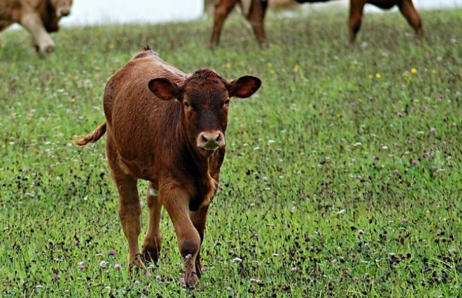 Zbog rizika od zarazne bolesti kvrgava koža, zabranjen uvoz goveda