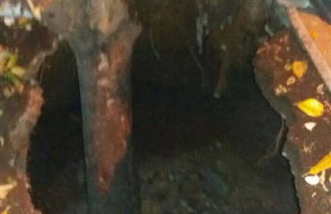 Zemlja „progutala“ stablo u Budvi (FOTO)