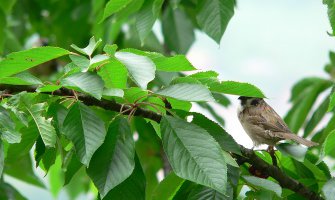 Stiže topli talas, od četvrtka temperature preko 30 stepeni