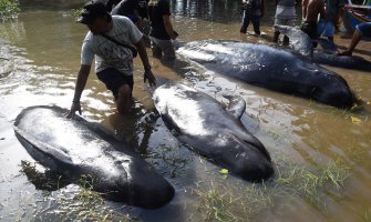 Nasukalo se 30 kitova, deset uginulo (FOTO)