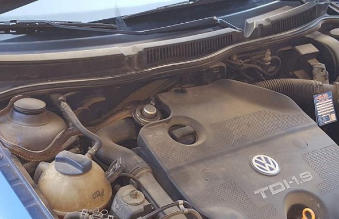 U Bijelom Polju pronađena velika zmija u automobilu