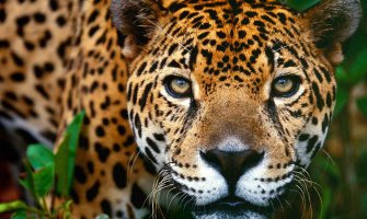  Jaguar ubijen na pripremnoj ceremoniji za Olimpijadu