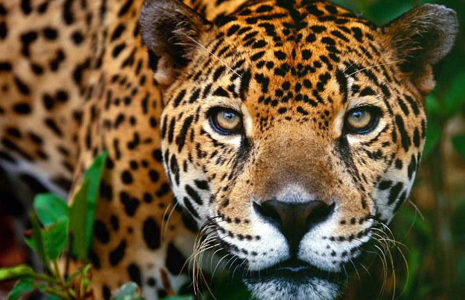  Jaguar ubijen na pripremnoj ceremoniji za Olimpijadu