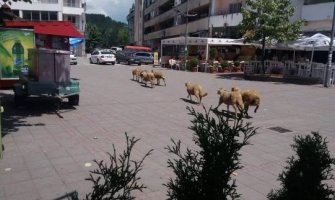 Berane: Ovce prošetale korzom (FOTO)