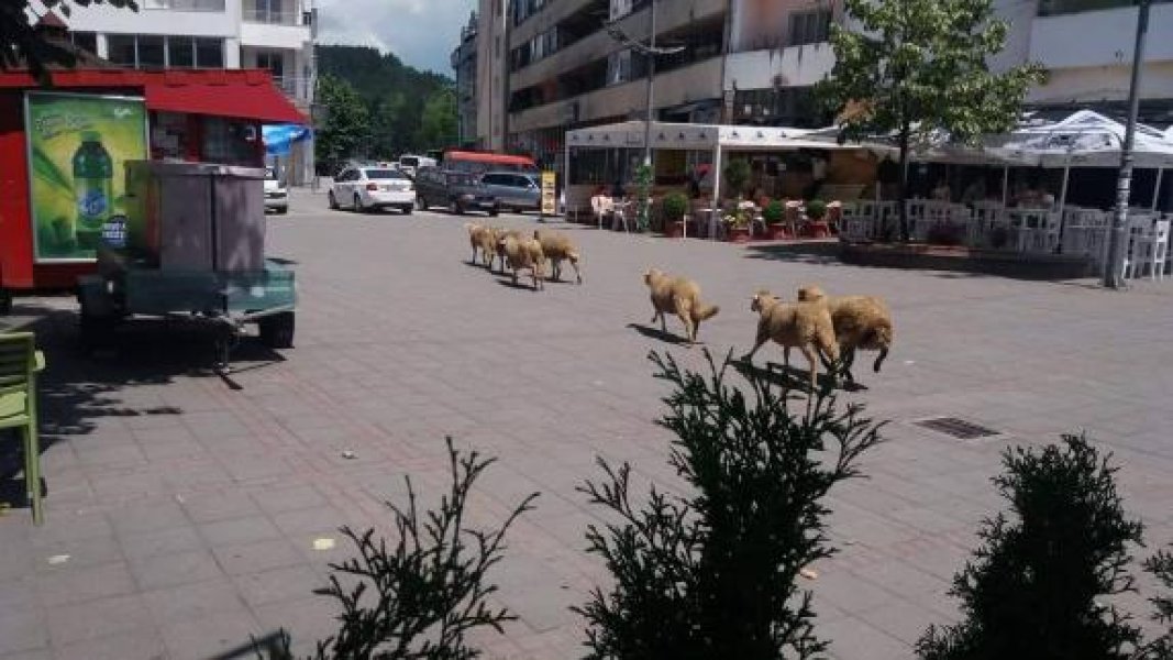 135285636491598785653568473082651216933889o