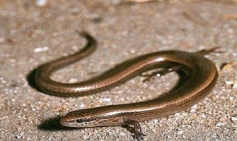 Crna Gora bogatija za još jednu vrstu gmizavaca