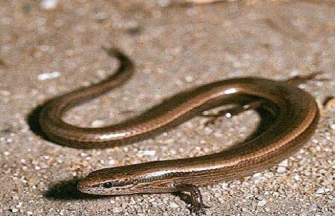 Crna Gora bogatija za još jednu vrstu gmizavaca