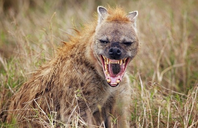 Hijena odvukla dječaka iz šatora i izgrizla mu lice