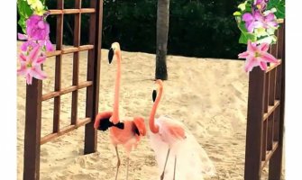 Pogledajte kako izgleda romantično vjenčanje zaljubljenih flamingosa (VIDEO)  