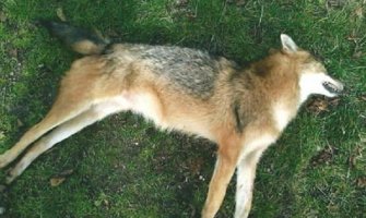 Pljevlja: Šakali napadaju ovce i srne