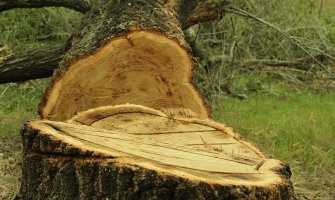 PzP: Koncesionar Bliškovo uništava mladu šumu i lokalne puteve