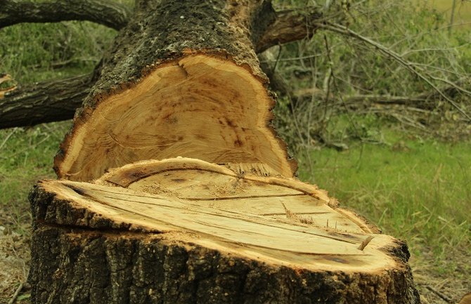 PzP: Koncesionar Bliškovo uništava mladu šumu i lokalne puteve