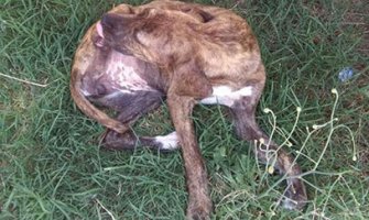 TUGA: Potrebna pomoć teško ranjenom psu!