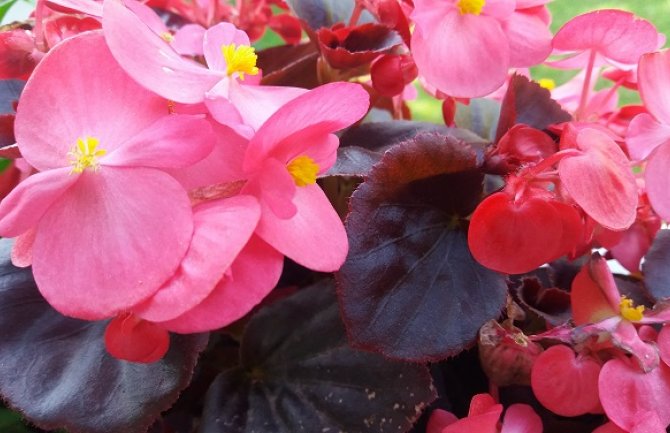 Vremenska prognoza za danas i sjutra