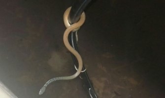 Bar: Vatrogasci izvukli iz bazena kuće zmiju dugu 1,2 metra