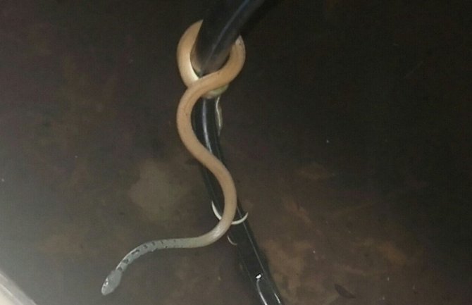 Bar: Vatrogasci izvukli iz bazena kuće zmiju dugu 1,2 metra