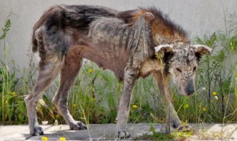 Psa ostavili na putu da umre od gladi: Prestrašena životinja, skoro se skamenila (FOTO)