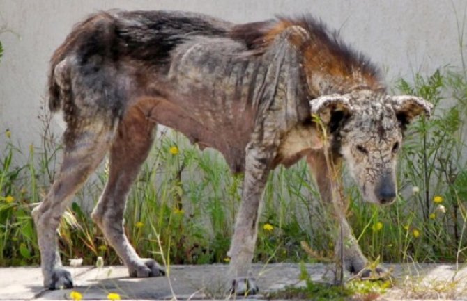 Psa ostavili na putu da umre od gladi: Prestrašena životinja, skoro se skamenila (FOTO)