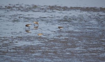 Otkrivene dvije nove vrste ptica na Ulcinjskoj solani