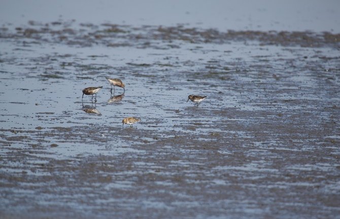 Otkrivene dvije nove vrste ptica na Ulcinjskoj solani