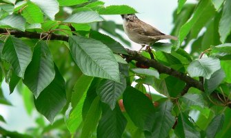 Poslijepodne ponegdje moguća kiša, do 36 stepeni