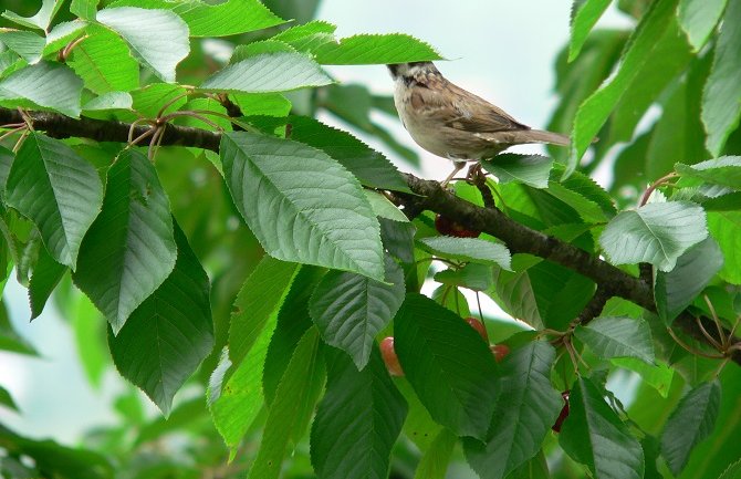 Poslijepodne ponegdje moguća kiša, do 36 stepeni