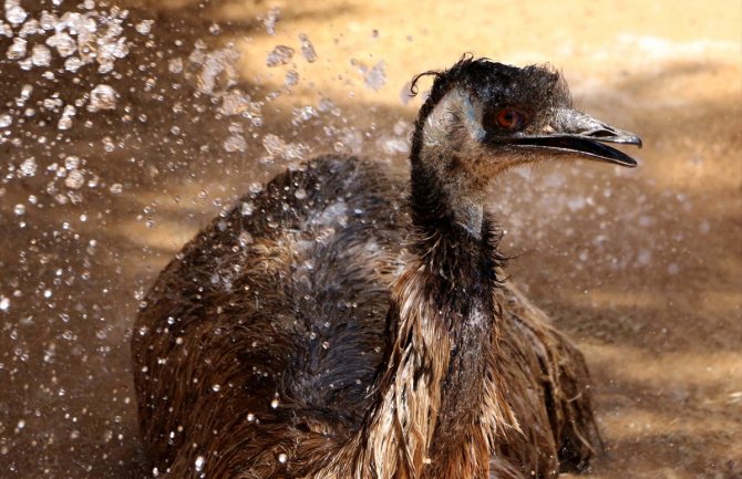 Zbog visokih temperatura narandžasti meteoalarm za danas i sjutra