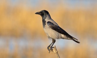 U nedelju, 7. avgusta počinje lovna sezona