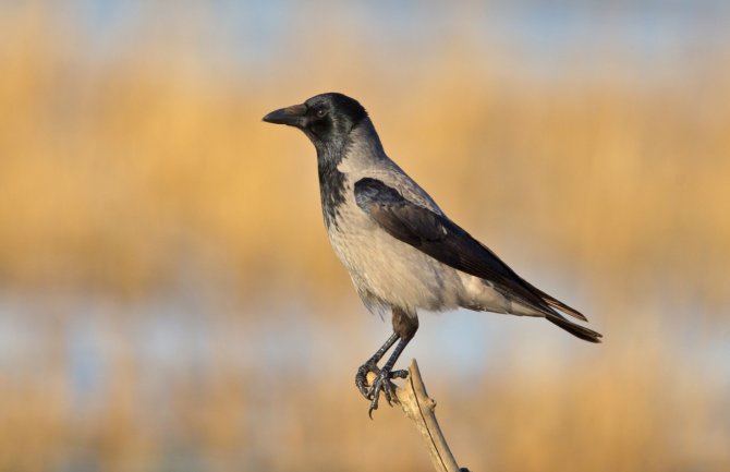 U nedelju, 7. avgusta počinje lovna sezona