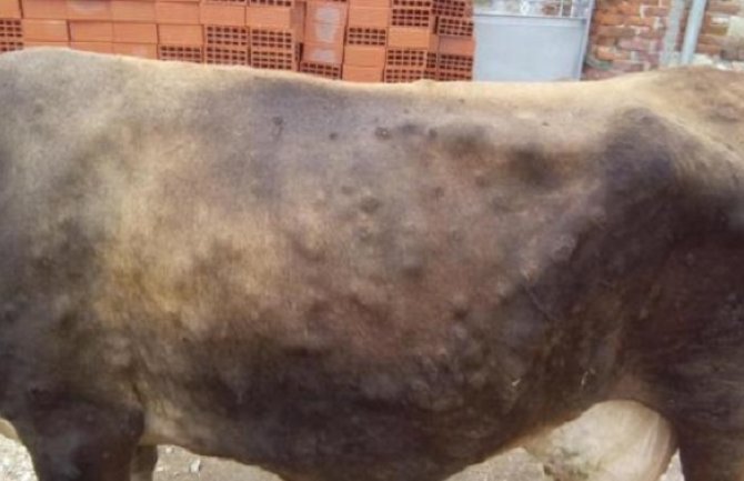 Bolest kvrgave kože goveda u Crnoj Gori polako jenjava