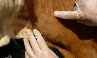 Bijelo Polje: Zakopavaju zaražena goveda u blizini izvora vode za piće?