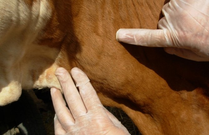 Mještani bjelopoljskih sela pokrenuli peticiju: Traže čišćenje imanja